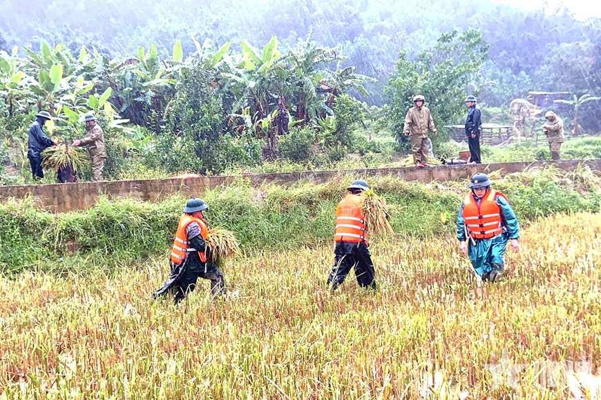 Bộ đội Biên phòng TP Huế trục vớt tàu đắm, gặt lúa chạy bão giúp dân